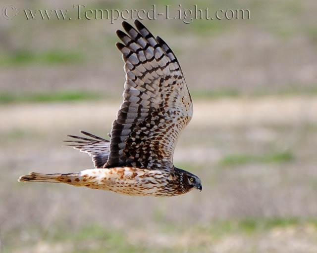 Northern Harrier II