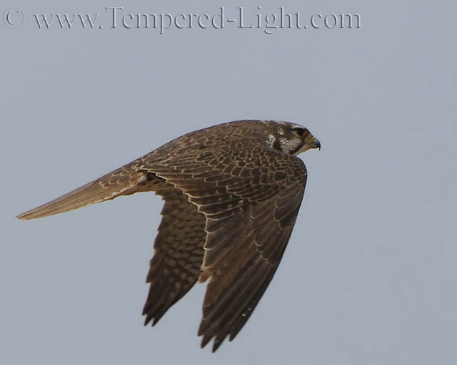 Prairie Falcon I
