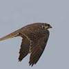 Prairie Falcon I
