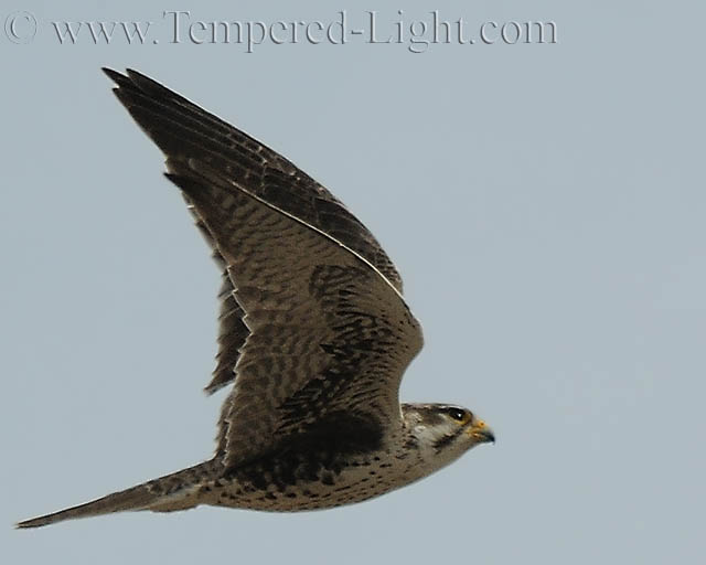 Prairie Falcon