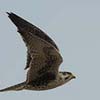 Prairie Falcon