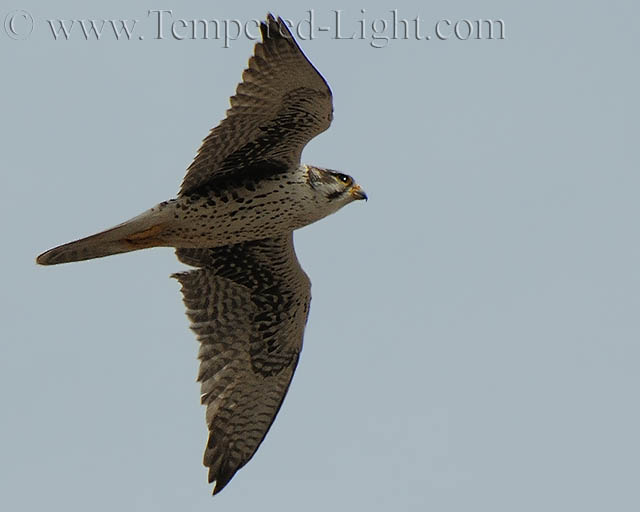 Prairie Falcon