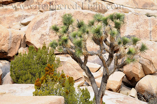 Joshua Tree I