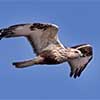 Rough-Legged Hawk