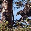 Bald Eagle (Juvenile)