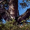 Bald Eagle (Juvenile)