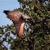 Northern Flicker