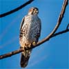 Prairie Falcon