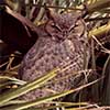 Great Horned Owl