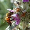 The Bee's Knees