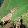 Mt. Pilatus Goat
