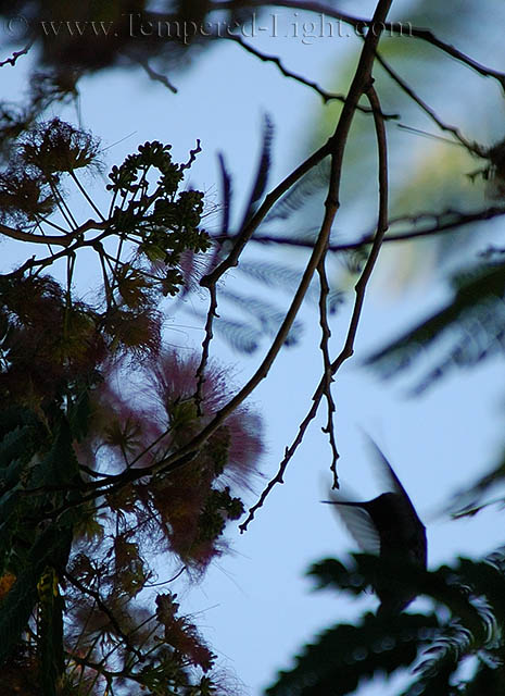 Hummingbird Abstract