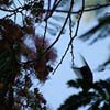 Hummingbird Abstract