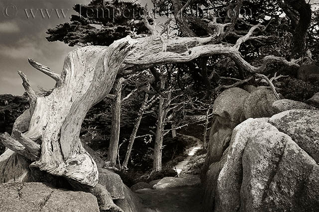 Monterey Cypress
