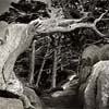 Monterey Cypress