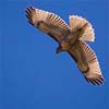Red-Tailed Hawk (Juvenile)