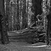 Fallen Giant