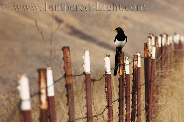 Magpie on a Rusty Fence