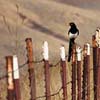 Magpie on a Rusty Fence