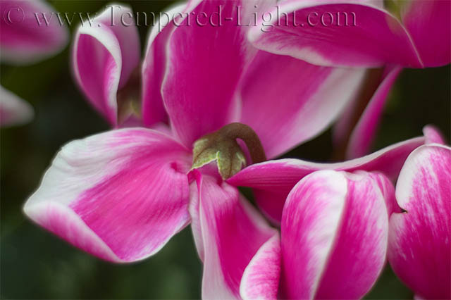 Conservatory of Flowers