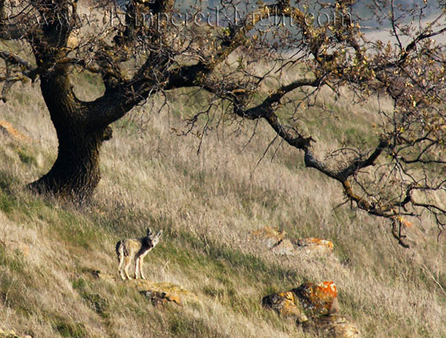 Coyote by Tree