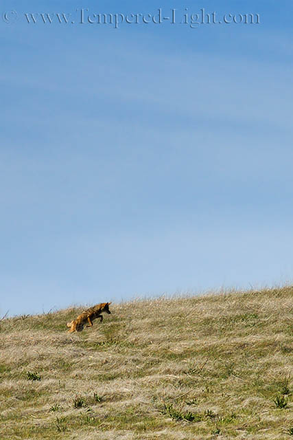 Coyote Hunting