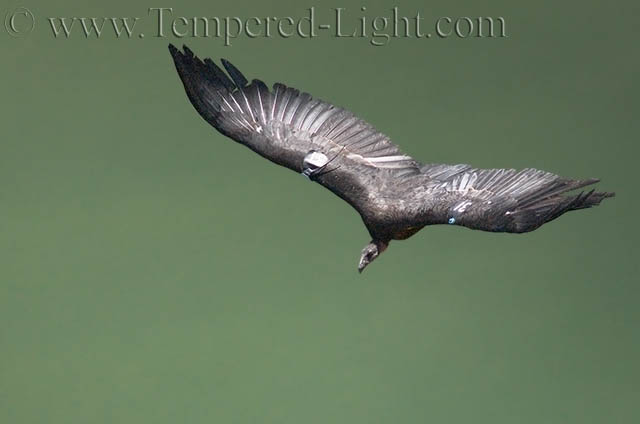 California Condor #31