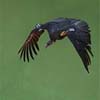 California Condor #31