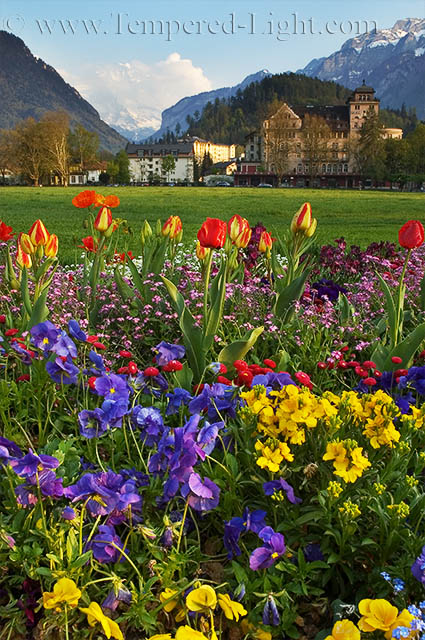 Interlaken Garden in Springtime