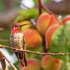 Hummingbird Portrait Studio