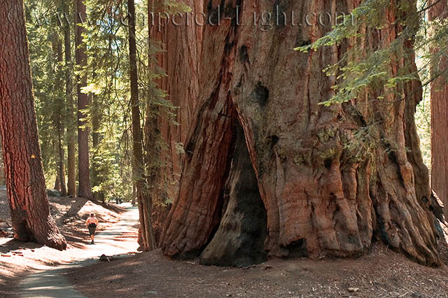 Giant Sequioa