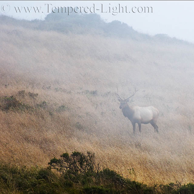 Tule Elk in Fog