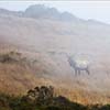 Tule Elk in Fog