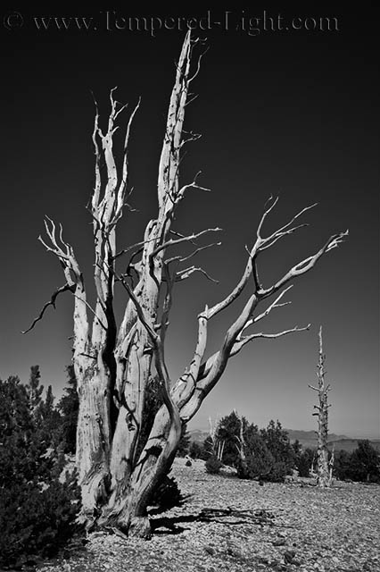 Bristlecone Pine II
