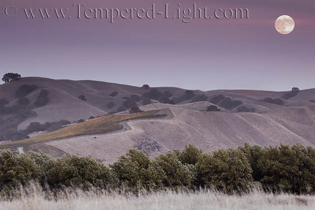Harvest Moon