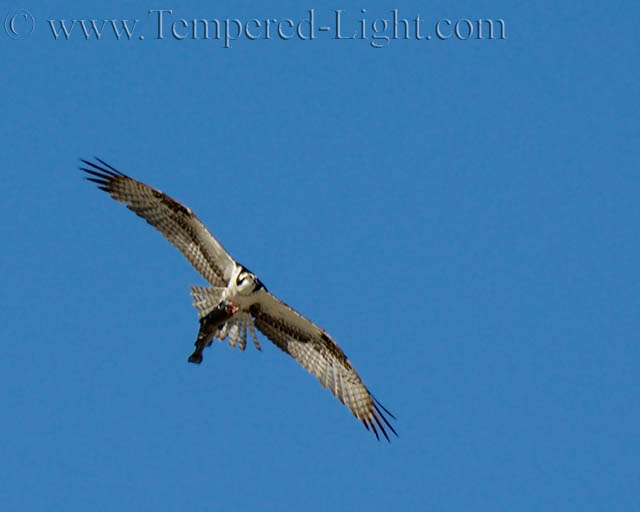 Osprey with Lunch