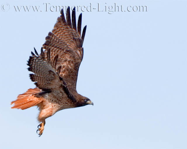 Red-Tailed Hawk
