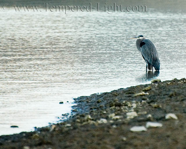 Great Blue Heron II