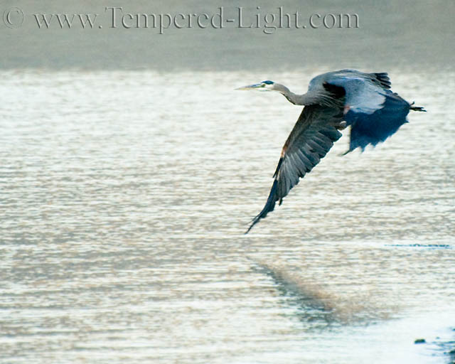 Great Blue Heron III