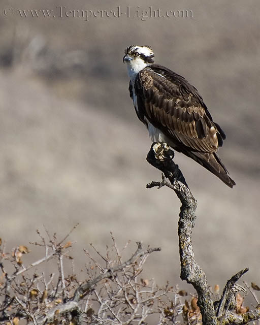 Osprey in Tree