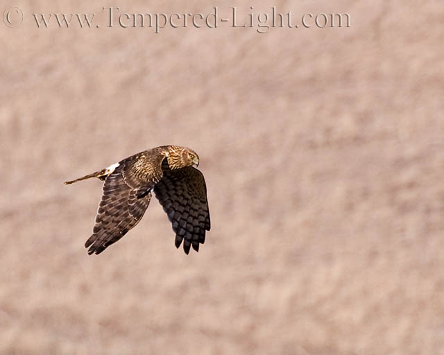 Northern Harrier III
