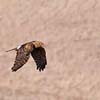 Northern Harrier III