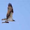 Osprey with Fish II