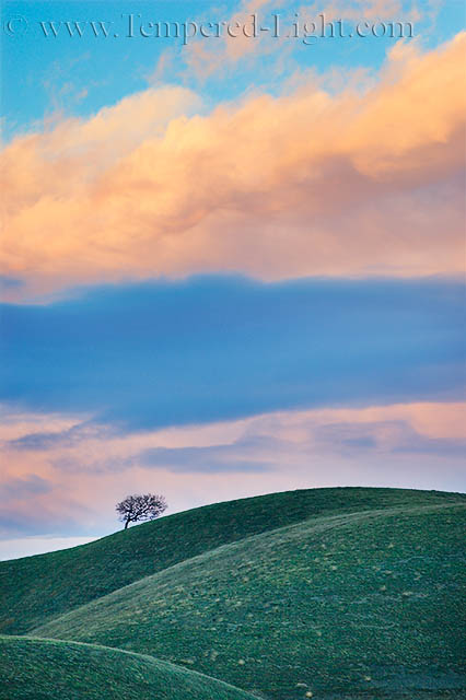Lone Tree Pastel Sunset