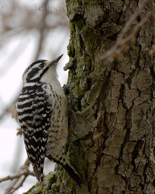 Nuttall's Woodpecker