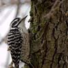 Nuttall's Woodpecker