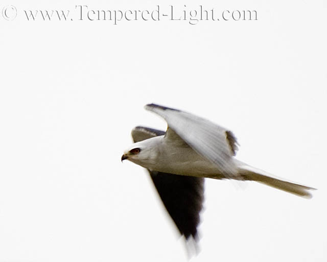 White-Tailed Kite III