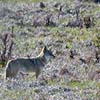 Coyote