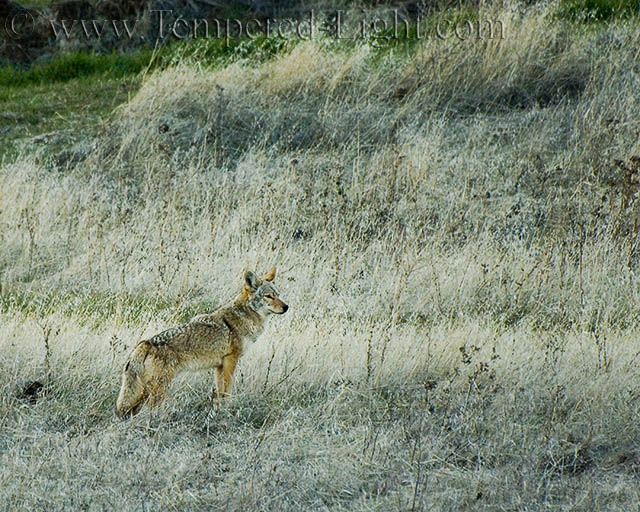 Coyote II