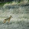Coyote II